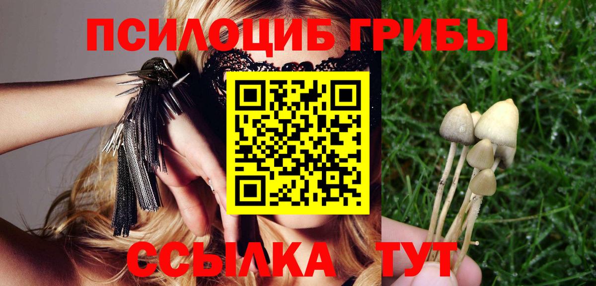 Хасавюрт  Галлюциногенные грибы Cubensis  Вход с VPN 